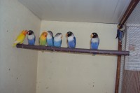 /album/galeria-de-fotos-aves-para-venda/dsc03798-jpg/