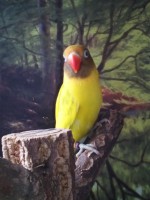 /album/galeria-de-fotos-aves-para-venda/img-20150203-163944-jpg/