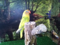 /album/galeria-de-fotos-aves-para-venda/img-20150203-164557-jpg/