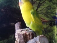 /album/galeria-de-fotos-aves-para-venda/img-20150203-164721-jpg/