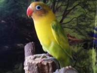 /album/galeria-de-fotos-aves-para-venda/img-20150203-164723-jpg/