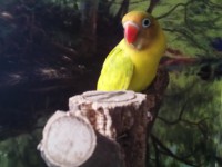 /album/galeria-de-fotos-aves-para-venda/img-20150203-165108-jpg/