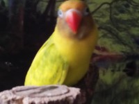 /album/galeria-de-fotos-aves-para-venda/img-20150203-165130-jpg/